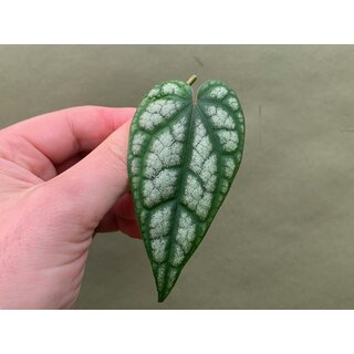 Piper sylvaticum Cutting