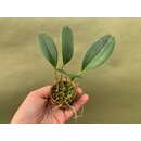 Pleurothallis tuerckheimii