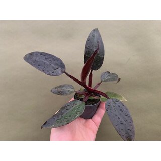 Philodendron erubescens Babyplant
