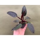 Philodendron erubescens Babyplant
