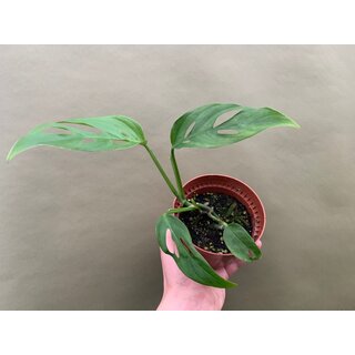 Monstera adansonii var. laniata Narrow Form Rare