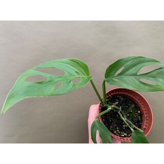 Monstera adansonii var. laniata Narrow Form Rare