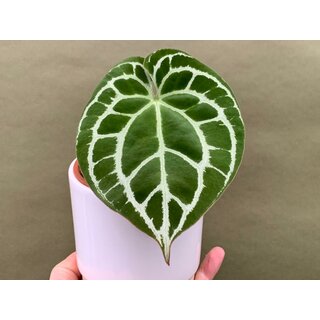 Anthurium crystallinum silver