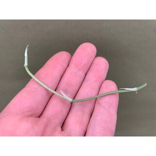 Amydrium Medium Silver Cutting/Node