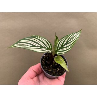 Calathea vittata Babyplant