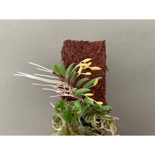Pleurothallis leptotifolia NEU
