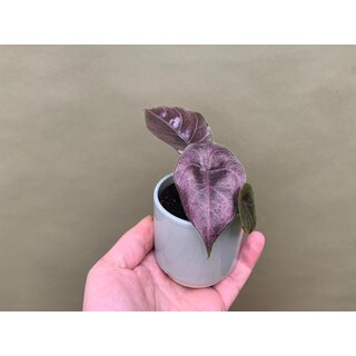 Alocasia azlanii Babyplant