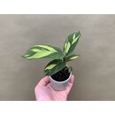 Ctenanthe Lubbersiana Golden Mosaic