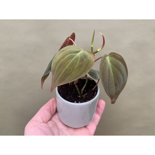 Philodendron hederaceum micans Babyplant