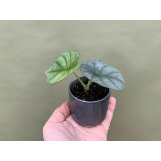 Alocasia nebula silver