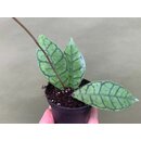 Hoya callistophylla M