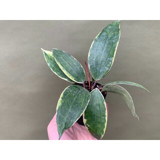 Hoya macrophylla variegata