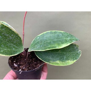 Hoya macrophylla variegata