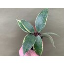 Hoya macrophylla variegata