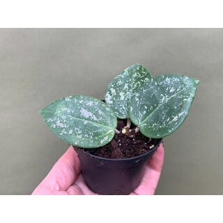 Hoya parasitica Heart Leaves Splash