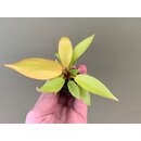 Philodendron Thai Sunrise Babyplant