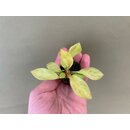 Philodendron Painted Lady Babyplant