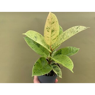 Ficus Shivereana MoonshineXL