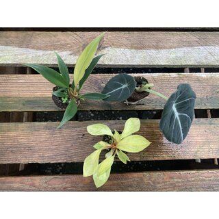 Angebot Baby Plant 1 Mix (2x Philodendron + 1x Alocasia)