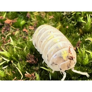 Armadillidium vulgare Magic Potion