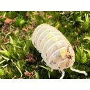 Armadillidium vulgare Magic Potion