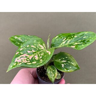 Aglaonema green pointed Babyplant