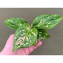 Aglaonema green pointed Babyplant