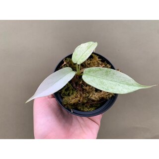 Philodendron Florida Ghost Babyplant