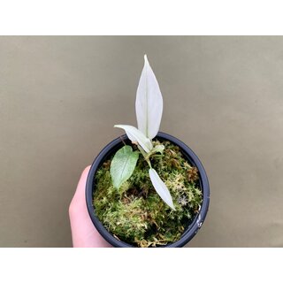 Philodendron Florida Ghost Babyplant