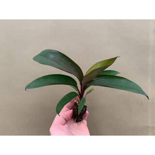 Dracena spec. Drachenbaum Babyplant