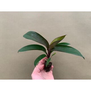 Dracena spec. Drachenbaum Babyplant