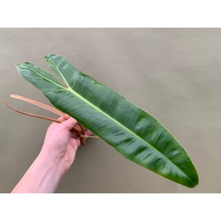 Philodendron Billietiae Cutting