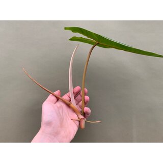 Philodendron Billietiae Cutting