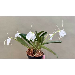 Masdevallia tovarensis