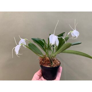 Masdevallia tovarensis