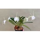 Masdevallia tovarensis