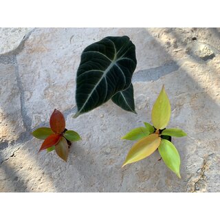 Angebot Baby Plant Mix 2 (2x Philodendron + 1x Alocasia)