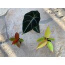 Offer Baby Plant Mix 2 (2x Philodendron + 1x Alocasia)