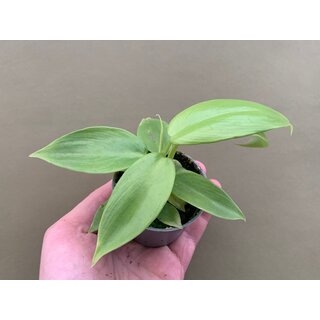 Philodendron Lemon Lime Babyplant