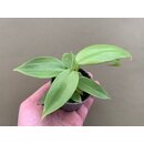 Philodendron Lemon Lime Babyplant