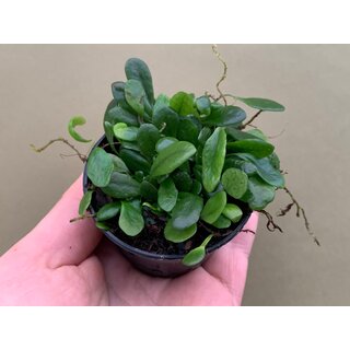 Lemmaphyllum microphyllum