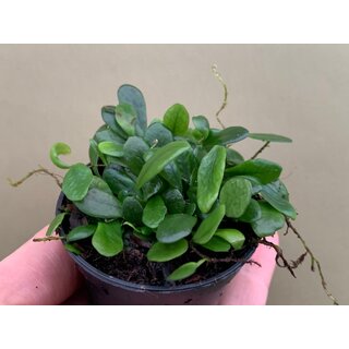 Lemmaphyllum microphyllum