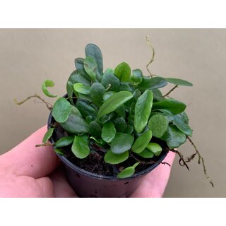 Lemmaphyllum microphyllum