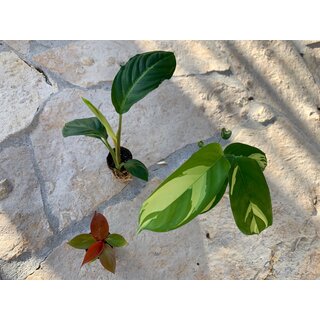 Angebot Baby Plant 3 Mix (1x Philodendron + 1x Xanthosoma, 1 x Ctenanthe )