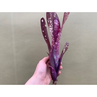Bilbergia Purple Dream