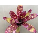Neoregelia Hannibal Yellow