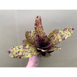 Neoregelia lila Joe