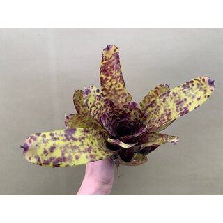 Neoregelia lila Joe