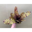 Neoregelia lila Joe