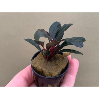 Bucephalandra spec. Red